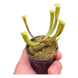 Planta Carnivora Sarracenia Pt 06 Planta Externa Sol E Agua