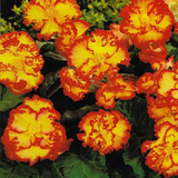 Bulbos De Begonia Coleccion 5 Colores Imp. Holanda