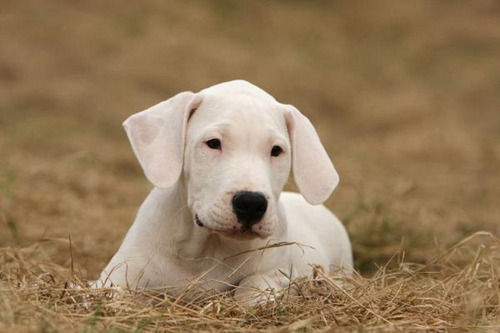 Cachorro Dogo Argentino 3