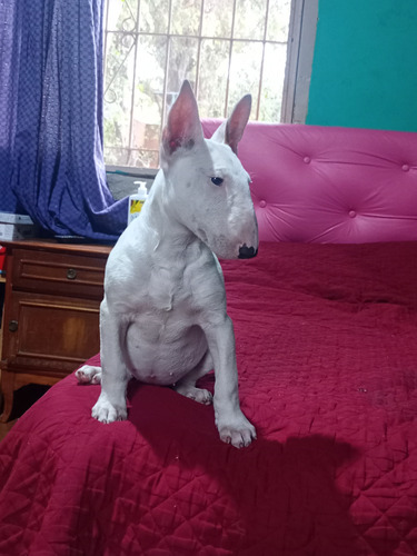 Cachorros Bull Terrier Hembra