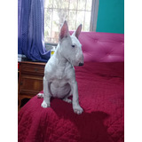 Cachorros Bull Terrier Hembra