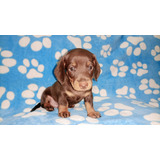 Cachorro Teckel Chocolate Pura Raza Cali Animal Pets Col