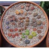 Sementes Cacto Pedra Viva Lithops Hallii Suculenta P/ Mudas