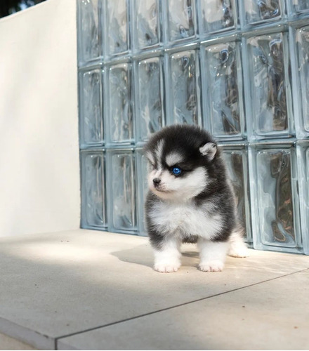 Cachorros Pomsky