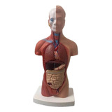 28cm Anatomía Del Torso Humano Modelo Vísceras Corazón Cereb