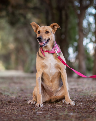 Perra Hembra 8 Añ Castrada Tranquila Buena En Adopcion