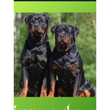 Rottweiler Cachorros Aleman Xxxl