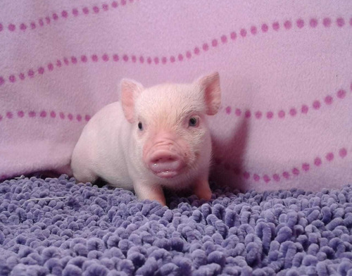 Mini Pig Macho, Mini Pigs Jalisco, Minipig Legitimo