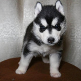 Husky Lobo Siberiano Macho Disponible Excelente Genética