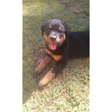 Canil Filhotes De Rottweiler Cabeção De Touro C Garantia