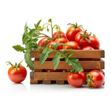Semillas Combo De Tomates - 3 Variedades