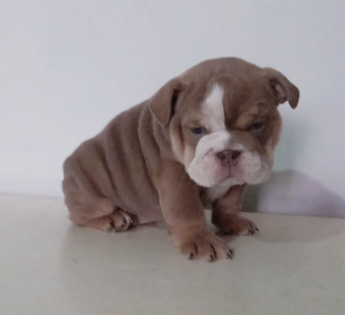 Cachorro Bulldog Inglés 