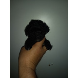 Caniche Micro Mini Toy Hembrita Negra Azabache 