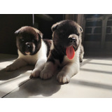 Cachorros Akita Americano 