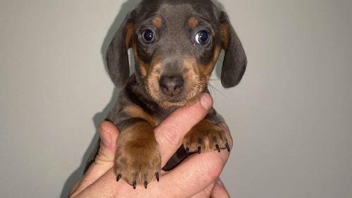 Dachshund Teckel Salchicha Mini Hembra Blue  Padre Isabella 