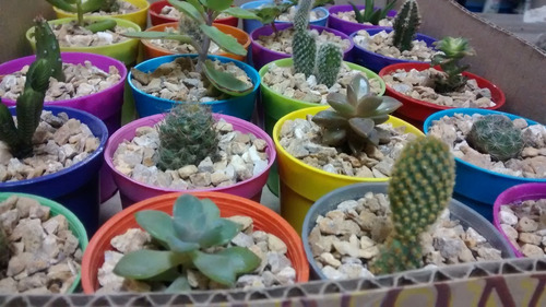 10 Mini Cactus  Suculentas Souvenir Aniversario Boda Evento