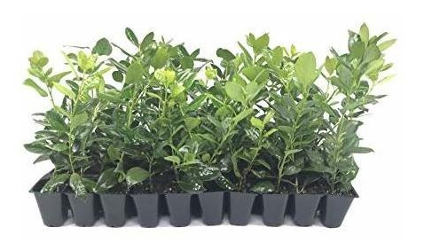 Nellie R. Stevens Acebo - 30 Plantas Vivas - Evergreen Priva