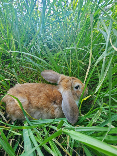 Conejo