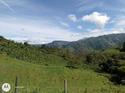 Se Vende Finca Con Dos Casas, Salamina, Caldas. - Imagen 2