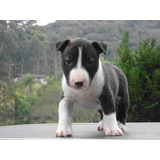 Bull Terrier Fofos Filhotes