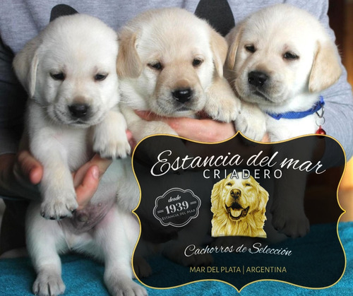 Cachorros Labrador Puros C/ Cert Vacunacion Real