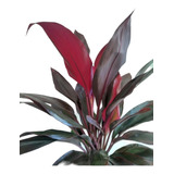 Combo Dracaena Rubra + Maceta Premium Grande