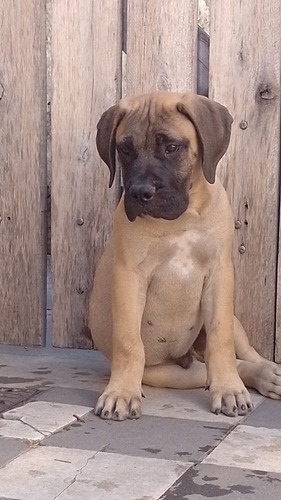 Cachorro Bullmastiff 