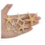 Decoración Estrella De Mar Natural Para 1-5cm 100 Piezas