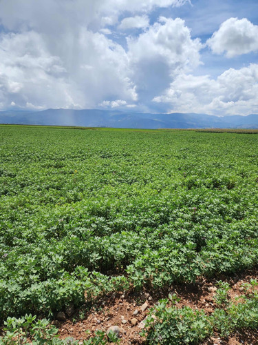 Terreno En Venta En Sicaya - 28717 M2