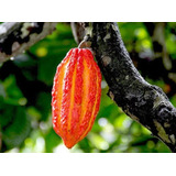 50 Semillas De Cacao Criollo