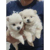 Cachorros Pomerania 