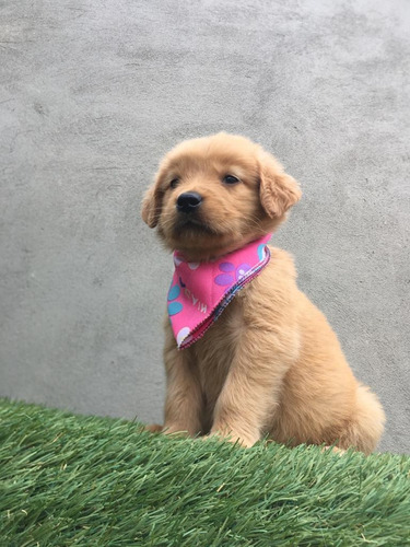 Golden Retriever Cachorros Hermosos 