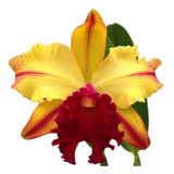 Orquídea Cattleya Toshie Aoki Robin ( Adulta )