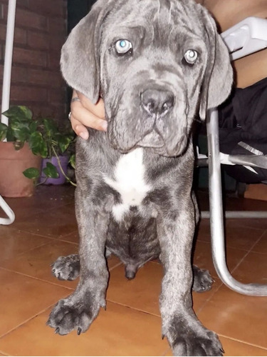 Cachorro Cane Corso 