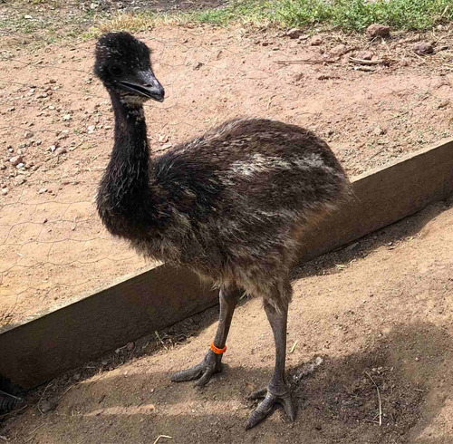 Filhotes Sexados De Emu Australiano (reserva)
