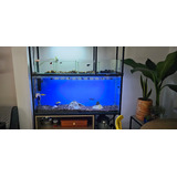 Acuario 170 Litros Con Sustrato Y Filtro Externo 1200 L/h