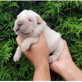 Sharpei Ártico 01