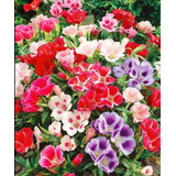 Semillas De Godetia Azalea Doble / Godesia - Mix Colores