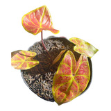 Planta Caladium