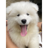 Samoyedos Cachorros 