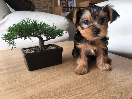 Yorkshire Terrier