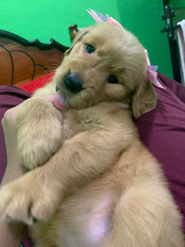 Venta De Cachorra Golden Retriever