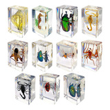 11 Pieces Resin Insect Specimens Paperweight Pa 1