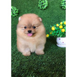 Pomerania Pequeñitos Entrega Inmediata Macho Y Hembra ! Top