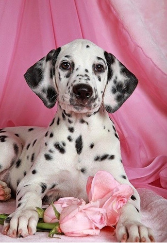 Cachorros Dalmata Perros Puppy Cachorrito Dálmata Pet