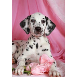 Cachorros Dalmata Perros Puppy Cachorrito Dálmata Pet