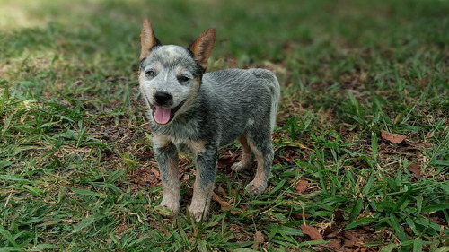 Filhotes Australian Cattle Dog - Fêmea Blue Heeler 