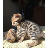 Gato Gatita Bengal Apto Cria Con Pedigree Internacional