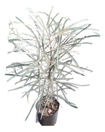 Aralia Elegantisima 5lts