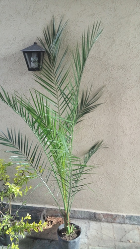 Palmera De Las Canarias - Phoenix Canariensis - Rolocampo